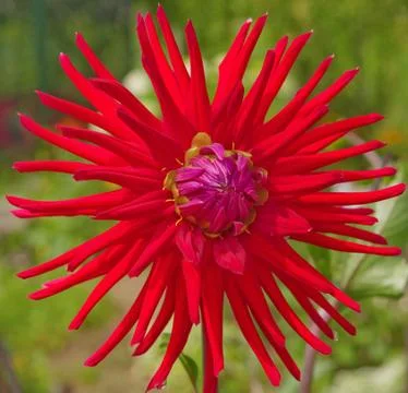 Red aster Stock Photos