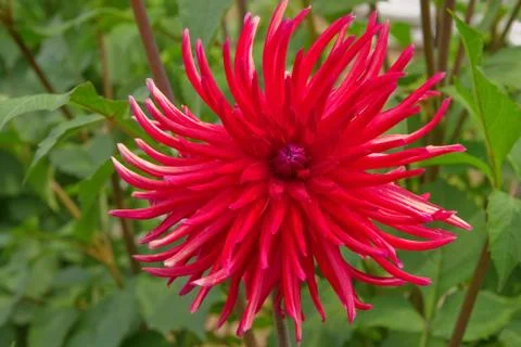 Red aster Stock Photos