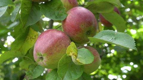 Red autumn apples on the tree Stock Footage 254071540