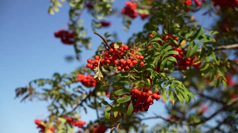 Red autumn berries Stock Footage 221748276