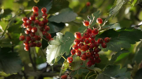 Red Autumn berries on Oak tree 스톡 동영상 32197551