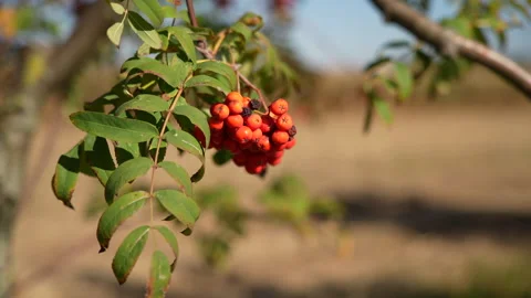 Red autumn berries_2 Video stock 221748220