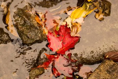 Red autumn fallen maple leaf in the river water between the stones Stock Photos