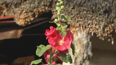 Red Autumn Flower Stock Footage 72437913