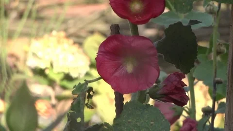 Red Autumn Flower Stock Footage 72437918