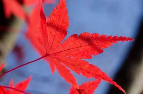 Red autumn leaf background Foto stock