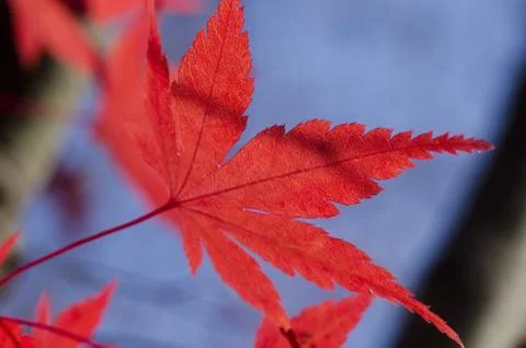 Red autumn leaf background Stock Photos