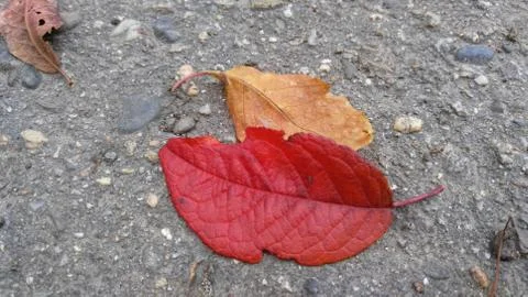 Red autumn leaf, close-up, background, wallpaper Stock Photos
