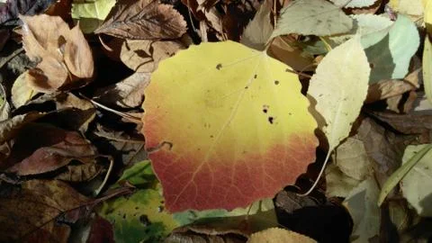 Red autumn leaf, close-up, background, wallpaper Stock Photos