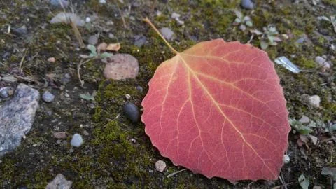 Red autumn leaf, close-up, background, wallpaper Stock Photos