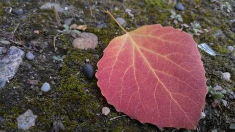 Red autumn leaf, close-up, background, wallpaper Stock Photos