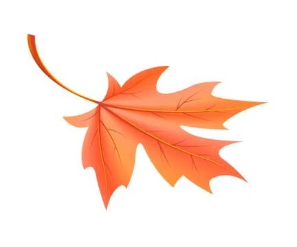 Red Autumn Leaf Fallen from Maple Tree Vector Stock Illustration