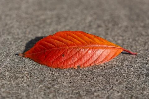 Red autumn leaf on the ground Photos
