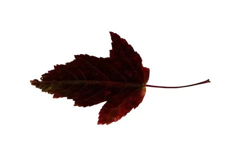 Red autumn leaf herbarium Stock Illustration
