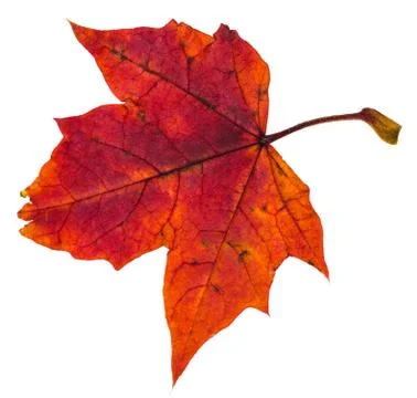 Red autumn leaf of maple tree isolated Stock Photos