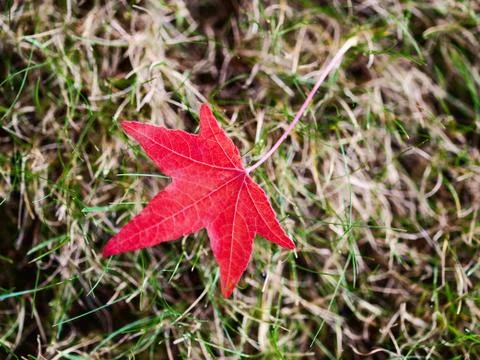 Red autumn leaf Foto stock