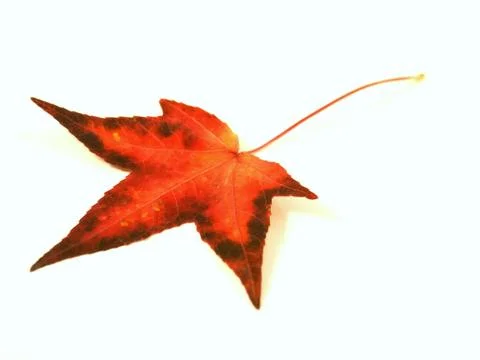 Red autumn leaf Fotos de archivo