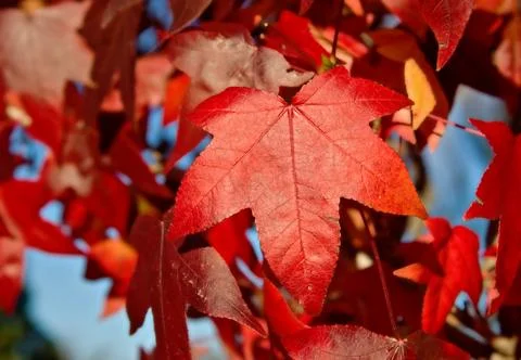 Red autumn leaf Stock Photos