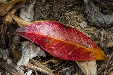 Red autumn leaf Stock Photos