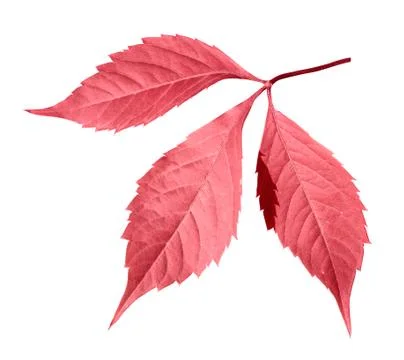 Red autumn leaf Stock-Fotos