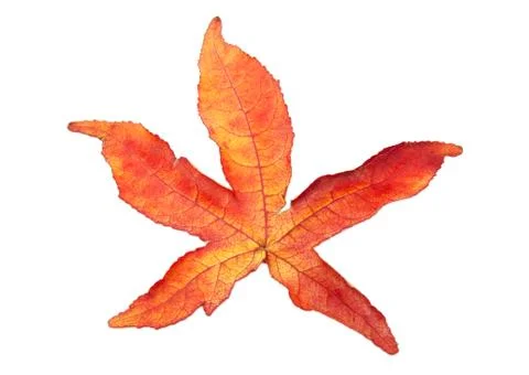 Red autumn leaf Foto stock