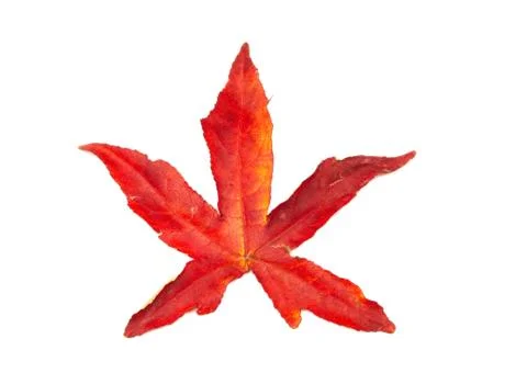 Red autumn leaf Stock Photos