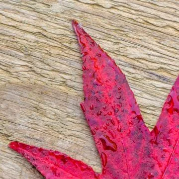 Red autumn leaf Stock Photos