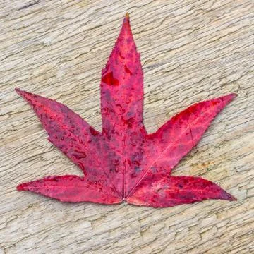 Red autumn leaf Stock Photos