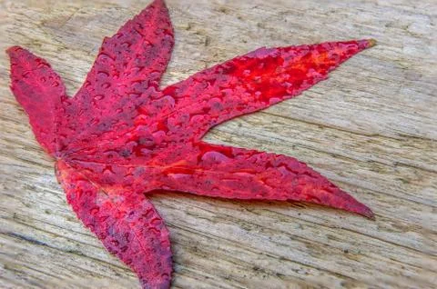 Red autumn leaf Stock Photos