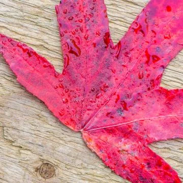 Red autumn leaf Stock Photos