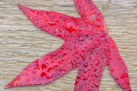 Red autumn leaf Stock Photos