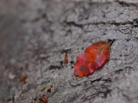 Red autumn leaf Foto stock