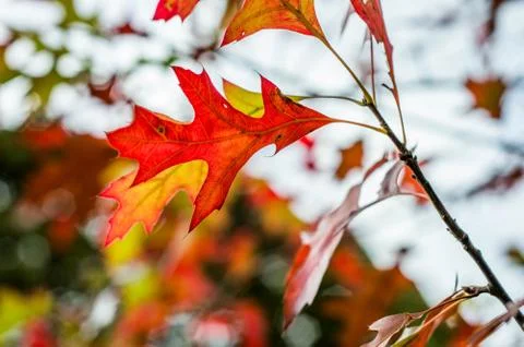 Red Autumn leaf Foto stock
