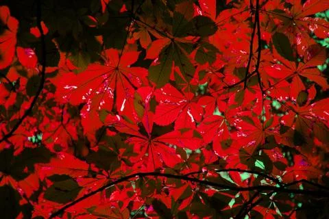 Red autumn leaf Stock Photos