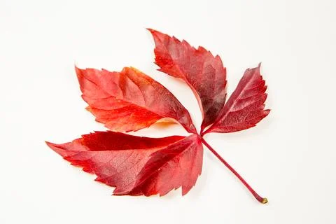 Red autumn leaf Stock Photos
