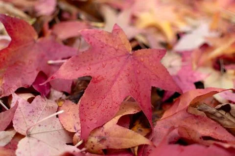 Red autumn leaf with raindrops on fallen leaves Stockfoto's