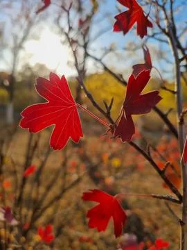 Red Autumn Leaf in Sunset Backlight Close Up Vertical Stock Photos