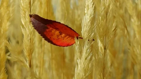 Red autumn leaf is swaying in the wind Stock Footage 221555898