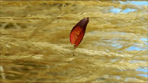 Red autumn leaf swaying in the wind Stock Footage 221556051