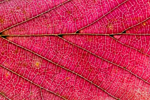 Red autumn leaf texture Stock Photos
