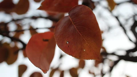 Red Autumn Leaf In The Wind Stock Footage 163179713
