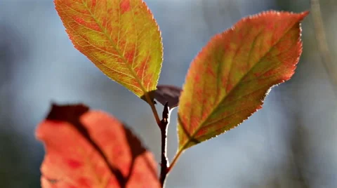 Red autumn leafs in forest macro closeup Stock Footage 42690598