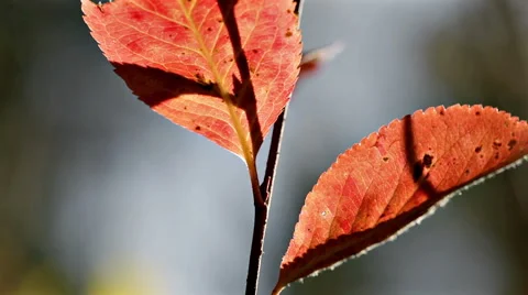 Red autumn leafs in forest macro closeup Stock Footage 42690625