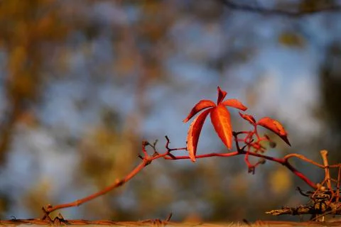 Red autumn leafs Photos