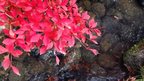 Red autumn leaves and water stream running down in Japan Stock Footage