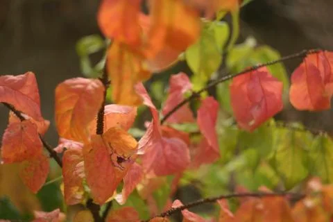Red autumn leaves close-up Stock Photos