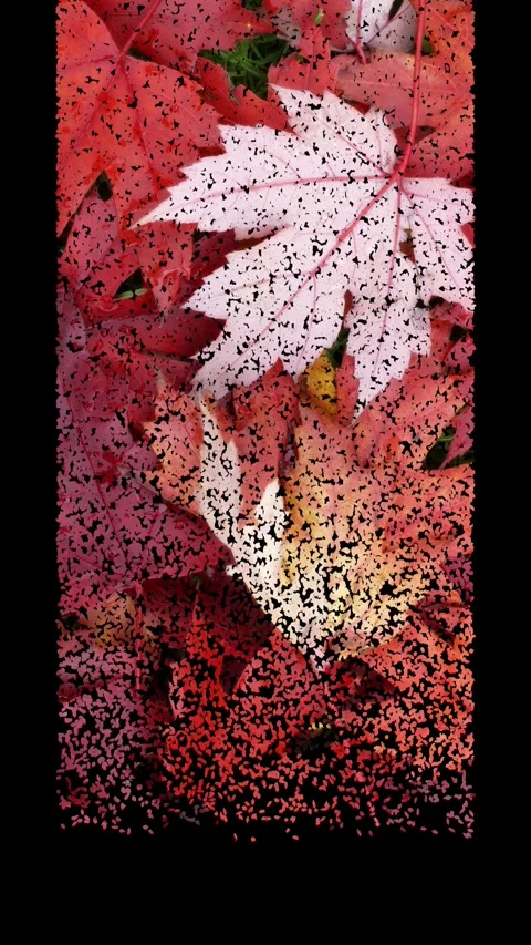 Red Autumn Leaves with Falling Leaf Silhouette – Vertical Format Stock Footage 319901812