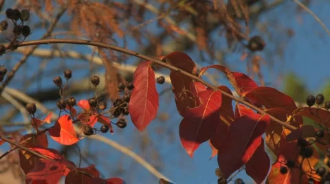 Red autumn leaves 스톡 동영상 1084229