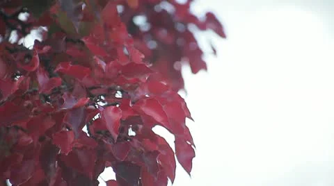 Red autumn leaves Stock Footage 8990913
