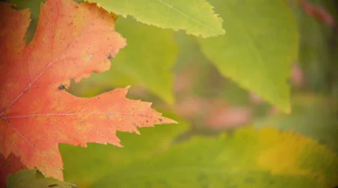 Red Autumn Leaves Stock-Footage 34446920